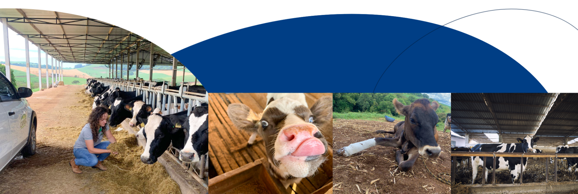 Camisc Pecu&aacute;ria