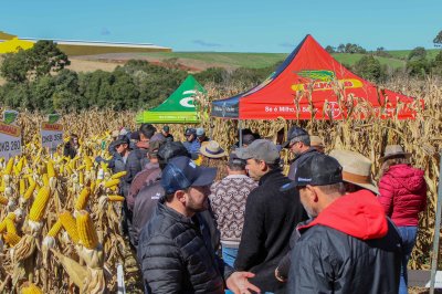 Mais um Dia de Campo &eacute; realizado pela Camisc com foco no Milho Safrinha